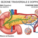pancreas - funzione endocrina ed esocrina